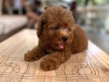 Mini Boy Toy Poodle Oglumuz