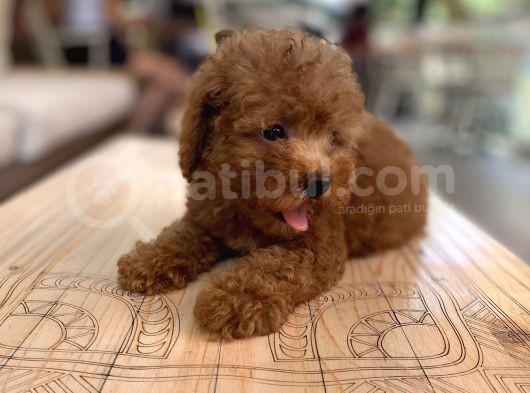 Mini Boy Toy Poodle Oglumuz görsel