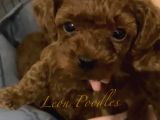 Teddy Surat Mi̇ni̇ Boy Kore Yavrular Toy Poodle