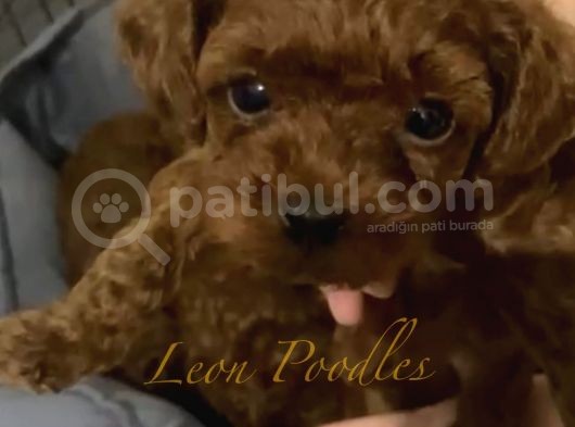 Teddy Surat Mi̇ni̇ Boy Kore Yavrular Toy Poodle görsel