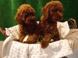 Safkan Üst Düzey Kali̇tede Aşili Poodle Bebekler