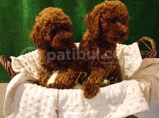 Safkan Üst Düzey Kali̇tede Aşili Poodle Bebekler görsel