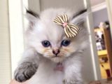 Orijinal British Longhair Bluepoint Dişi Yavru