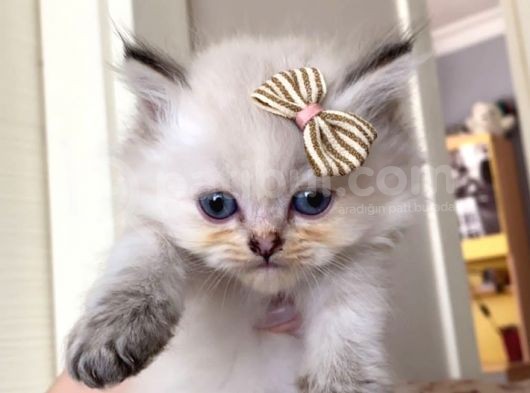 Orijinal British Longhair Bluepoint Dişi Yavru görsel