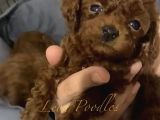 TEDDY SURAT MİNİ BOY KORE YAVRULAR TOY POODLE