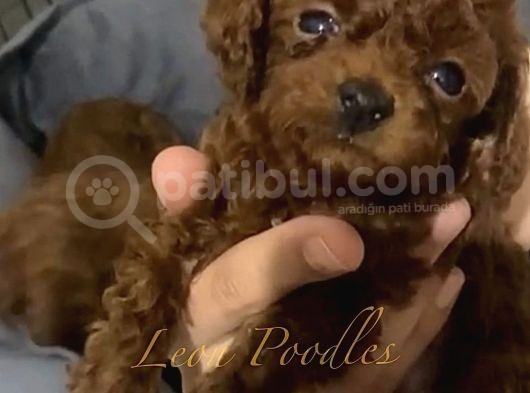 Teddy Surat Mi̇ni̇ Boy Kore Yavrular Toy Poodle