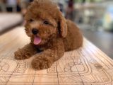 Mini Boy Toy Poodle Oglumuz