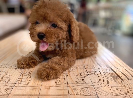 Mini Boy Toy Poodle Oglumuz görsel