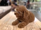Mini Boy Toy Poodle Oglumuz