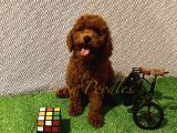 Safkan Üst Düzey Kali̇tede Aşili Poodle Bebekler