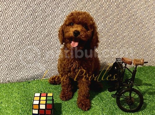 Safkan Üst Düzey Kali̇tede Aşili Poodle Bebekler görsel