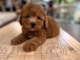 Mini boy toy poodle oglumuz