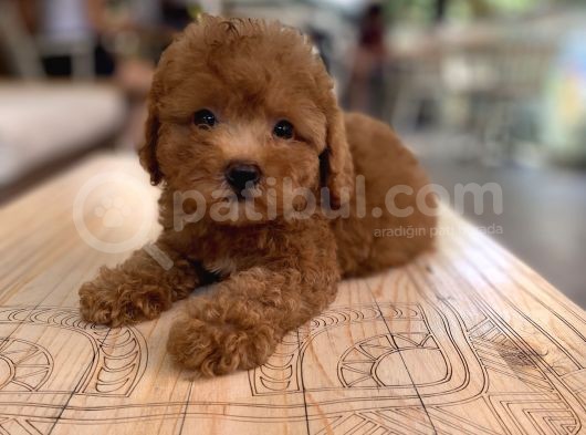 Mini Boy Toy Poodle Oglumuz