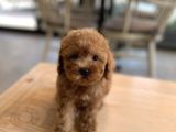 Mini Boy Toy Poodle Oglumuz