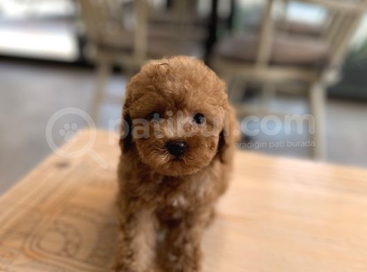 Mini Boy Toy Poodle Oglumuz görsel