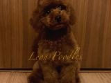 SAFKAN ÜST DÜZEY KALİTEDE AŞILI POODLE BEBEKLER