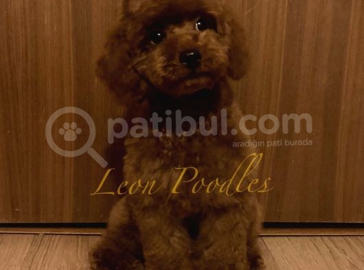 Safkan Üst Düzey Kali̇tede Aşili Poodle Bebekler