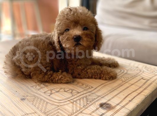 Mini Boy Toy Poodle Oglumuz görsel