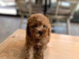 Mini Boy Toy Poodle Oglumuz