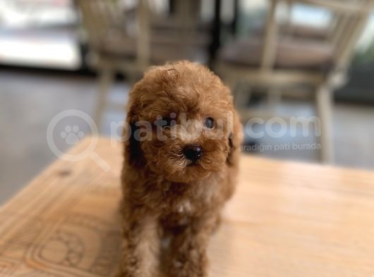 Mini Boy Toy Poodle Oglumuz görsel