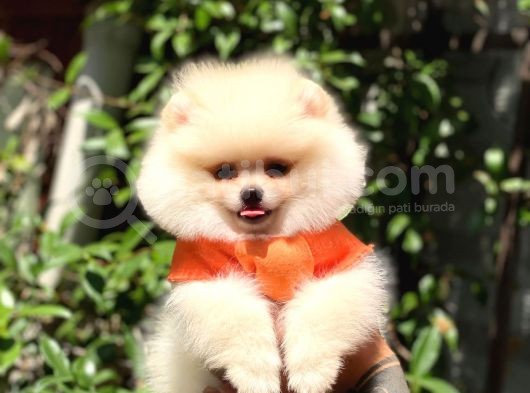 Pomeraniann Yavruları görsel