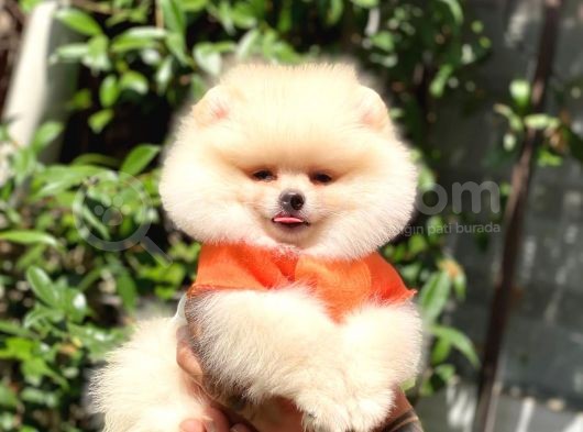 Pomeraniann Yavruları görsel