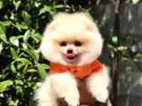 Pomeraniann Yavruları