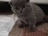 Minik Yavrular