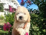 Orjinal Maltipoo bebeklerimiz