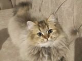 Ny25 safkan british longhair erkek 7 Aylık