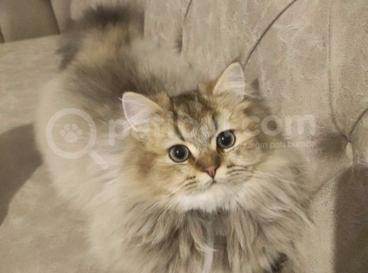 Ny25 Safkan British Longhair Erkek 7 Aylık