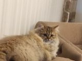 Ny25 Safkan British Longhair Erkek 7 Aylık