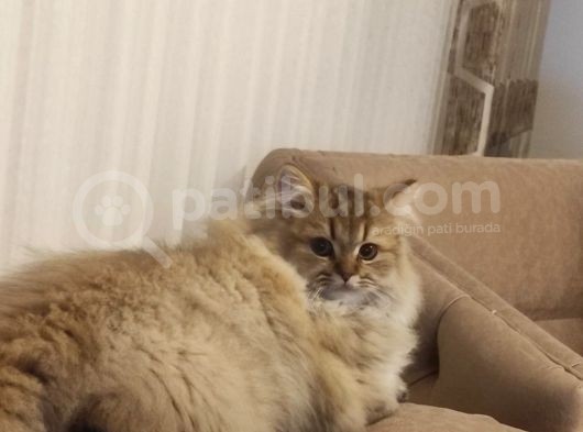 Ny25 Safkan British Longhair Erkek 7 Aylık görsel