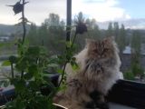 Ny25 Safkan British Longhair Erkek 7 Aylık