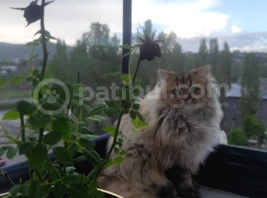 Ny25 Safkan British Longhair Erkek 7 Aylık görsel