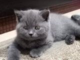 Minik Yavrular