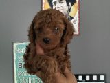 Redbrown Erkek Toypoddle
