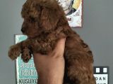 Redbrown Erkek Toypoddle