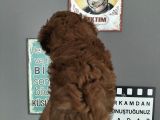 Redbrown Erkek Toypoddle