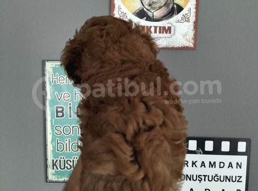 Redbrown Erkek Toypoddle görsel