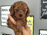 Redbrown erkek toypoddle