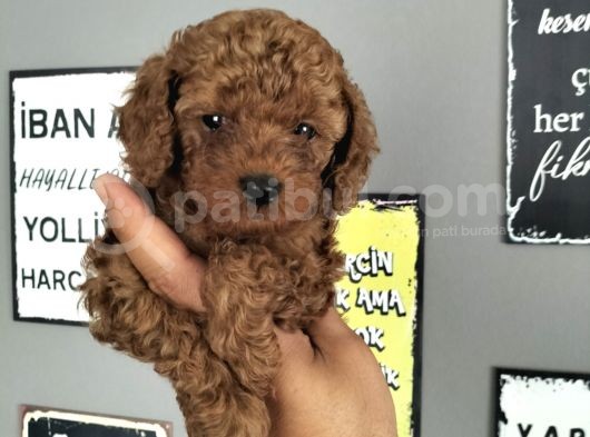 Redbrown Erkek Toypoddle