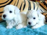 Bembeyaz Maltese Terri̇er 0 Numara