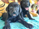 Safkan Si̇yah Ve Çi̇kolata Labrador Yavrularimiz