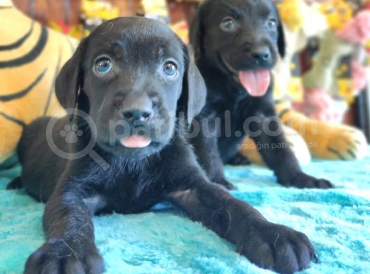 Safkan Si̇yah Ve Çi̇kolata Labrador Yavrularimiz görsel