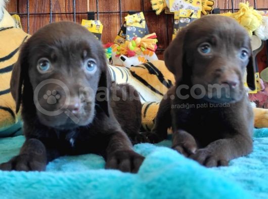 Safkan Si̇yah Ve Çi̇kolata Labrador Yavrularimiz görsel