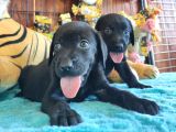 Safkan Si̇yah Ve Çi̇kolata Labrador Yavrularimiz