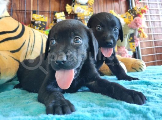 Safkan Si̇yah Ve Çi̇kolata Labrador Yavrularimiz görsel