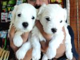 Bembeyaz Maltese Terri̇er 0 Numara