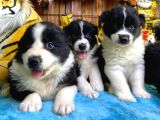 DUNYANİN EN ZEKİ IRKI BORDER COLLIE